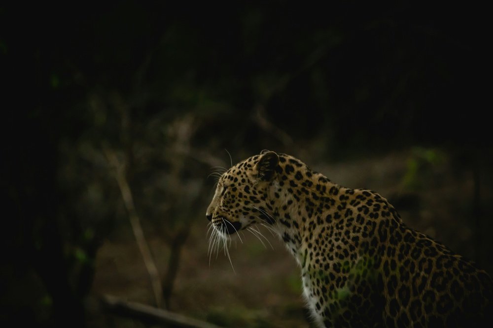 Ambardi Safari Park: A Hidden Wildlife Gem in Gujarat You Must Explore